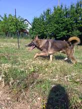 ODIN, Hund, Mischlingshund in Bosnien und Herzegowina - Bild 6