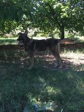 ODIN, Hund, Mischlingshund in Bosnien und Herzegowina - Bild 7
