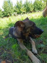 ODIN, Hund, Mischlingshund in Bosnien und Herzegowina - Bild 8