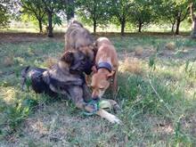 ODIN, Hund, Mischlingshund in Bosnien und Herzegowina - Bild 9