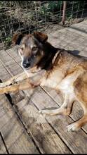 BINA, Hund, Mischlingshund in Rumänien - Bild 3