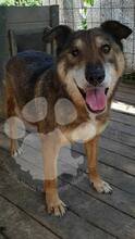 BINA, Hund, Mischlingshund in Rumänien - Bild 6