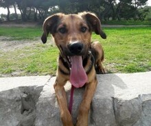 BRIAN, Hund, Deutscher Schäferhund-Mix in Malta - Bild 4