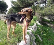 BRIAN, Hund, Deutscher Schäferhund-Mix in Malta - Bild 5