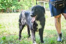 JANOSCH, Hund, Mischlingshund in Bosnien und Herzegowina - Bild 1