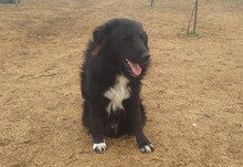 JANOSCH, Hund, Mischlingshund in Bosnien und Herzegowina - Bild 3