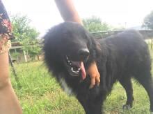 JANOSCH, Hund, Mischlingshund in Bosnien und Herzegowina - Bild 4