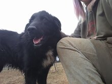 JANOSCH, Hund, Mischlingshund in Bosnien und Herzegowina - Bild 5