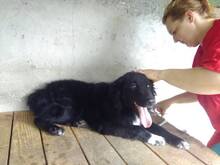JANOSCH, Hund, Mischlingshund in Bosnien und Herzegowina - Bild 9
