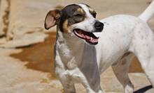 DAIDO, Hund, Bodeguero Andaluz-Mix in Spanien - Bild 4