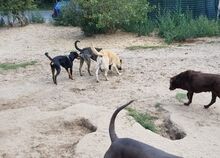 BALOO, Hund, Mischlingshund in Gosen-Neu Zittau - Bild 11