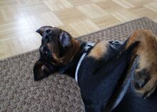 BALOO, Hund, Mischlingshund in Gosen-Neu Zittau - Bild 14