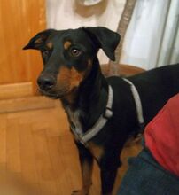 BALOO, Hund, Mischlingshund in Gosen-Neu Zittau - Bild 15