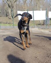 BALOO, Hund, Mischlingshund in Gosen-Neu Zittau - Bild 16