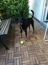 BALOO, Hund, Mischlingshund in Gosen-Neu Zittau - Bild 2