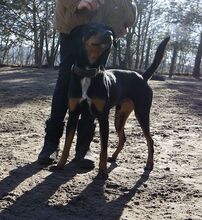 BALOO, Hund, Mischlingshund in Gosen-Neu Zittau - Bild 3