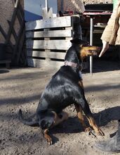 BALOO, Hund, Mischlingshund in Gosen-Neu Zittau - Bild 8