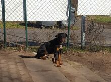 BALOO, Hund, Mischlingshund in Gosen-Neu Zittau - Bild 9