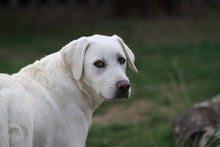 ARAMIS, Hund, Mischlingshund in Erkrath - Bild 3