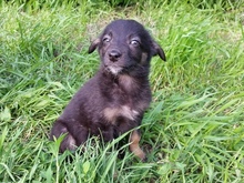 ZARA, Hund, Mischlingshund in Russische Föderation - Bild 1