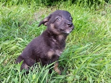 ZARA, Hund, Mischlingshund in Russische Föderation - Bild 2