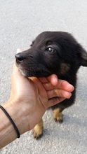 ZARA, Hund, Mischlingshund in Russische Föderation - Bild 3