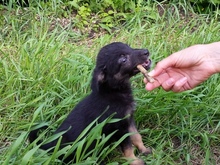 ZARA, Hund, Mischlingshund in Russische Föderation - Bild 4