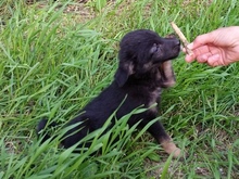 ZARA, Hund, Mischlingshund in Russische Föderation - Bild 5