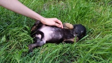 ZARA, Hund, Mischlingshund in Russische Föderation - Bild 6