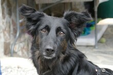 FLOCKI, Hund, Mischlingshund in Sparneck - Bild 1