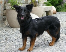 FLOCKI, Hund, Mischlingshund in Sparneck - Bild 2