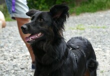 FLOCKI, Hund, Mischlingshund in Sparneck - Bild 3