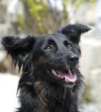 FLOCKI, Hund, Mischlingshund in Sparneck - Bild 4