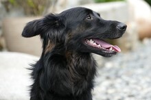 FLOCKI, Hund, Mischlingshund in Sparneck - Bild 5