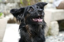 FLOCKI, Hund, Mischlingshund in Sparneck - Bild 6