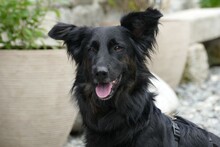 FLOCKI, Hund, Mischlingshund in Sparneck - Bild 7