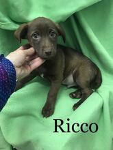 RICCO, Hund, Mischlingshund in Spanien - Bild 1