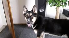 JAKE, Hund, Mischlingshund in Büdelsdorf - Bild 7