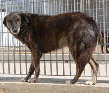 GILLIAN, Hund, Mischlingshund in Italien - Bild 2