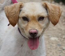 DONNA2, Hund, Terrier-Pudel-Mix in Zypern - Bild 1