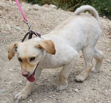 DONNA2, Hund, Terrier-Pudel-Mix in Zypern - Bild 3