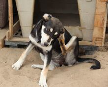 ATHENA, Hund, Mischlingshund in Italien - Bild 11