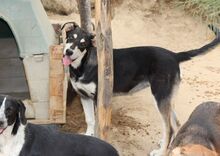 ATHENA, Hund, Mischlingshund in Italien - Bild 12