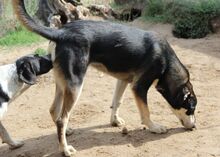 ATHENA, Hund, Mischlingshund in Italien - Bild 17
