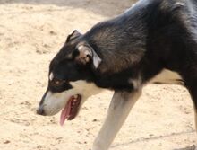 ATHENA, Hund, Mischlingshund in Italien - Bild 19