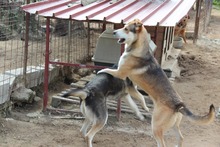 ATHENA, Hund, Mischlingshund in Italien - Bild 20