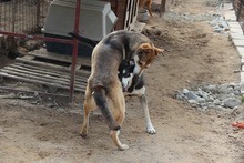 ATHENA, Hund, Mischlingshund in Italien - Bild 21