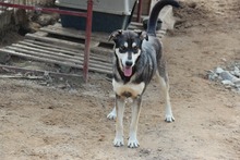 ATHENA, Hund, Mischlingshund in Italien - Bild 22