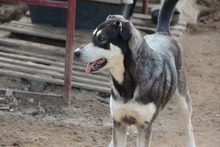 ATHENA, Hund, Mischlingshund in Italien - Bild 23