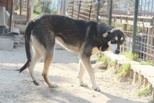 ATHENA, Hund, Mischlingshund in Italien - Bild 24